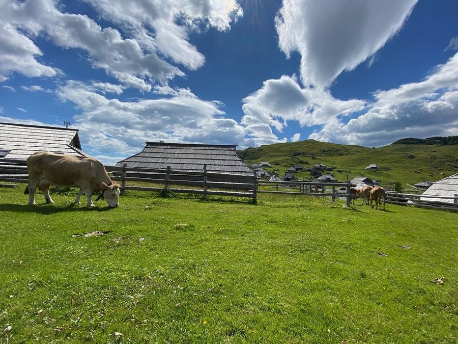 Photograph taken on Velika Planina. In the background there are wooden huts and four cows.