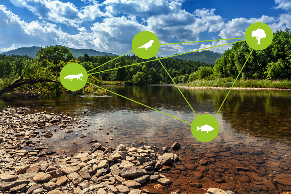 Photograph of a river bed. On the photograph there is a drawing of a fox, bird, tree and fish. They are placed in green circle and are connected with green lines.