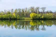 A photograph of a lake with a forest on the other side.