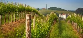 Vines in Goriška brda