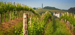 Vines in Collio (Goriška brda)